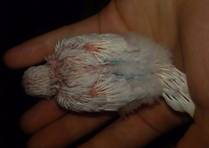 Линька у волнистых попугаев: симптомы, сколько длится