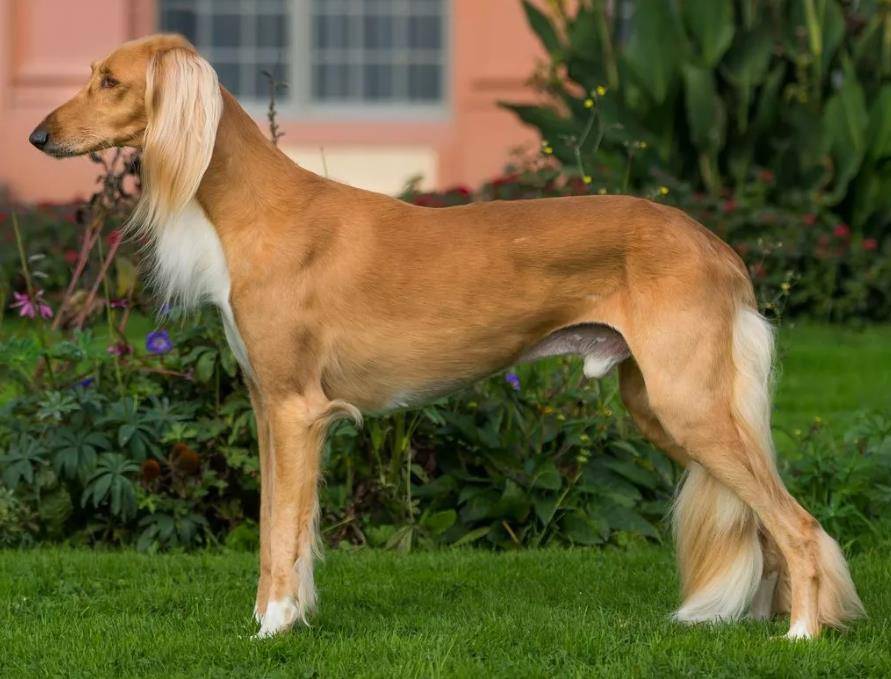 Салюки (персидская борзая) — фото, описание породы собак, особенности