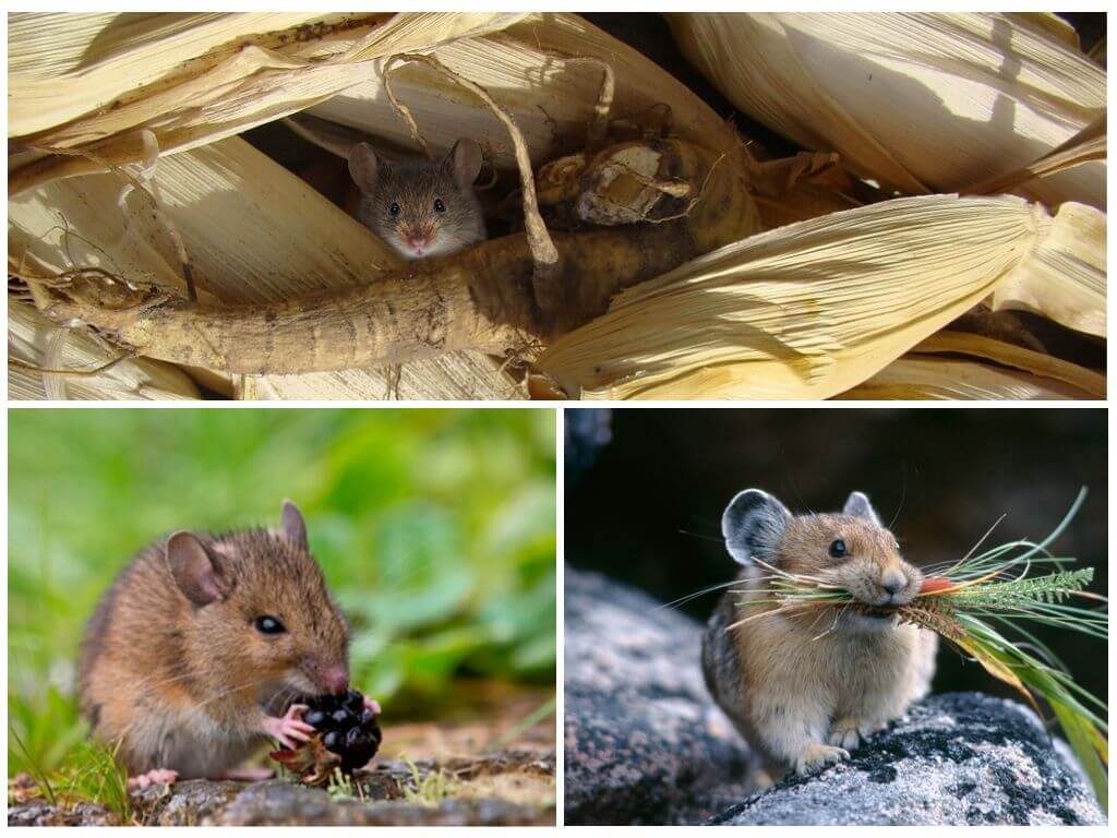 Чем питаются летучие мыши, что едят в домашних условиях