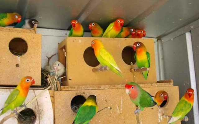 Чем можно кормить попугаев неразлучников: какой корм можно давать, что едят птицы в домашних условиях, любимые фрукты, запрещенные продукты