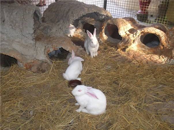 Кролики в домашних условиях: кролиководческая ферма и советы по уходу за кролями (125 фото)