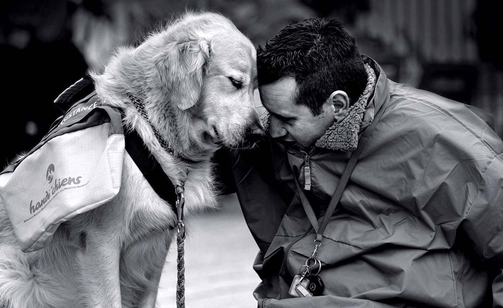 Собака — лучший друг человека, или просто притворяется? - hi-news.ru