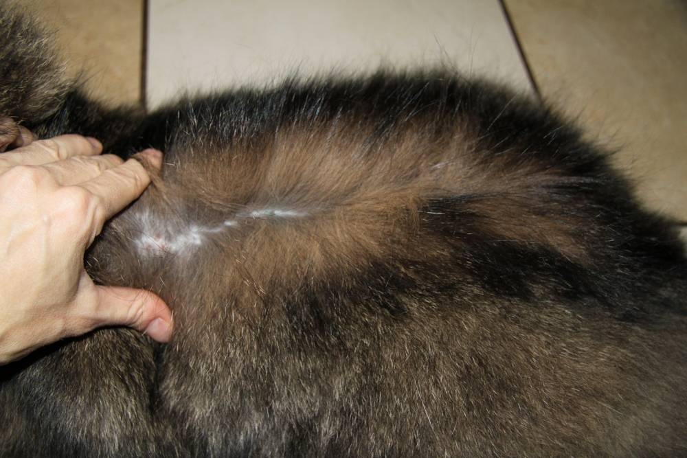 У кота болячки на коже: причины появления корост у кошки, лечение и профилактика