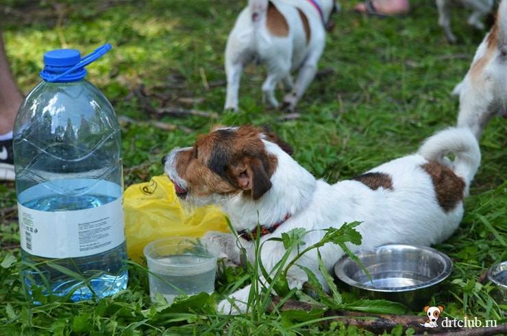 Почему собака много пьет воды и часто мочится?