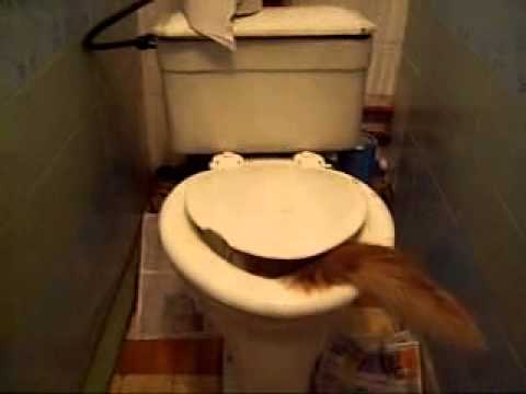 Крыса в канализации как избавиться: что делать, как бороться и вывести