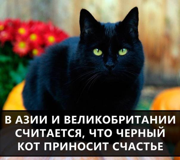 Чёрный кот или кошка в доме - все приметы и поверья