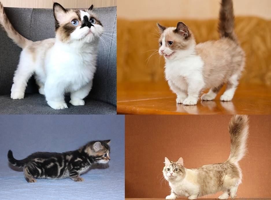 Кошки с короткими лапами (фотографии, описание пород)