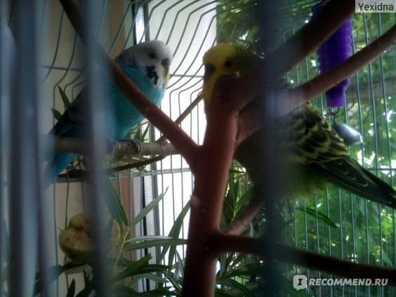 Домашние попугаи: все виды, варианты и выбор породы
