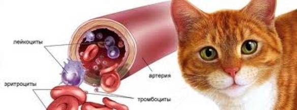 Айлурофилия — любовь в кошкам или болезнь?