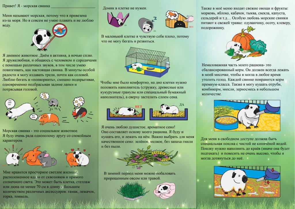 Болезни морских свинок: симптомы и лечение | | блог ветклиники "беланта"