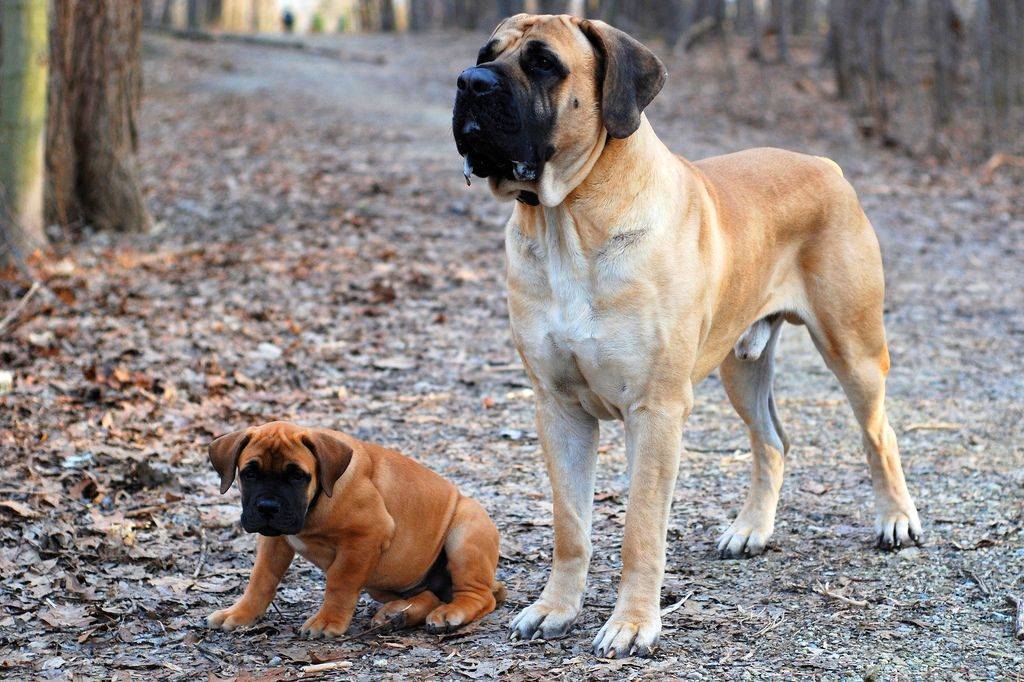Бурбуль — недооцененные собаки