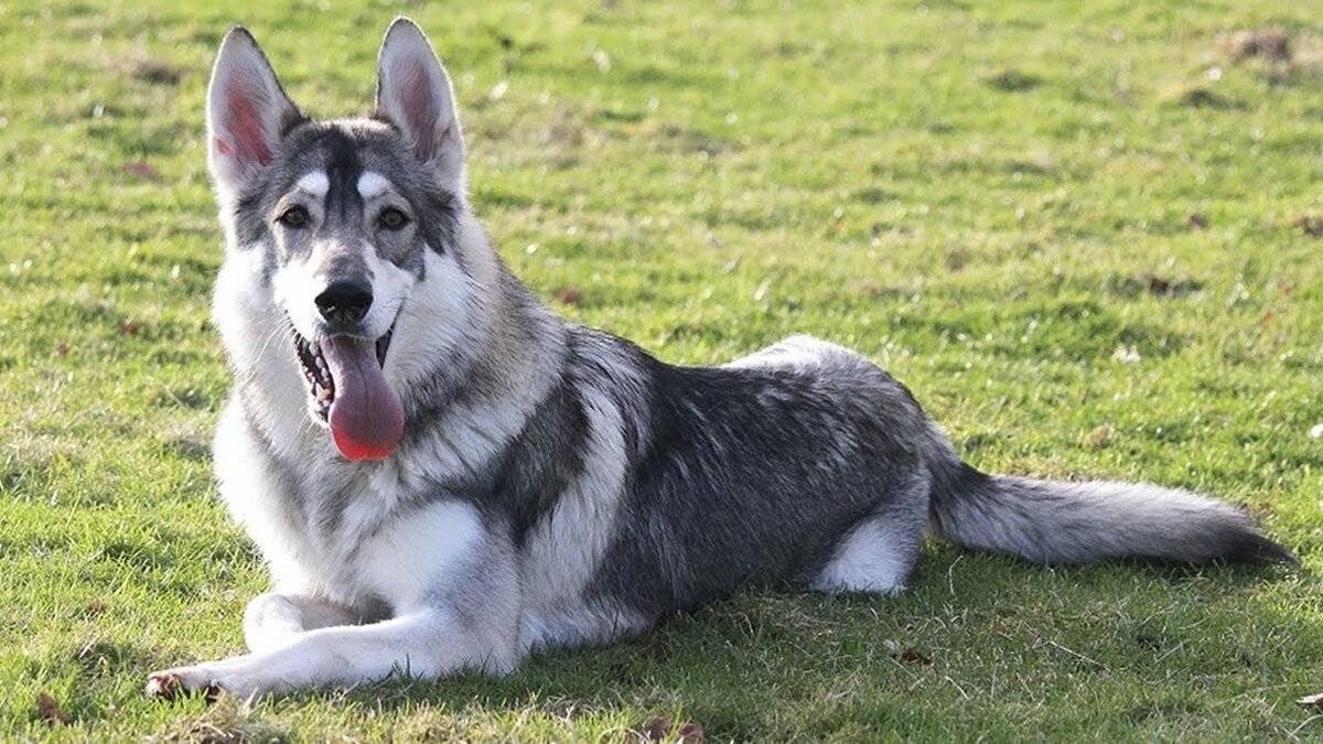 Северная инуитская собака: описание, фото, характер, история, содержание