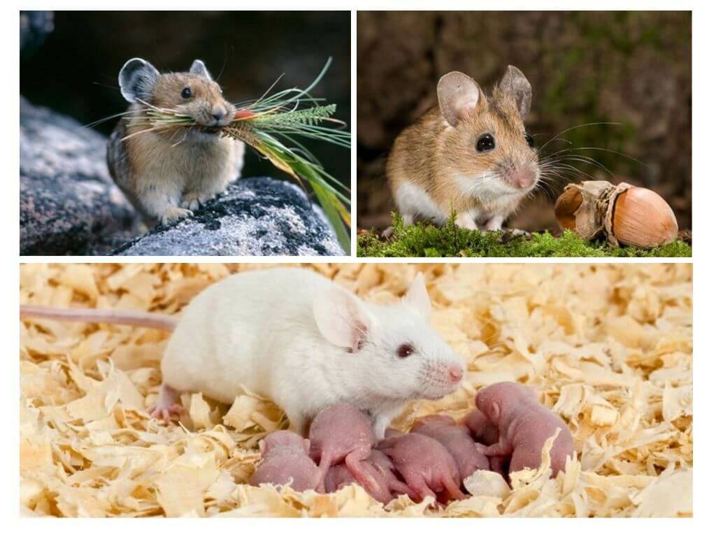 Приманка для крыс и мышей: что эти грызуны любят больше всего и на что их лучше ловить
