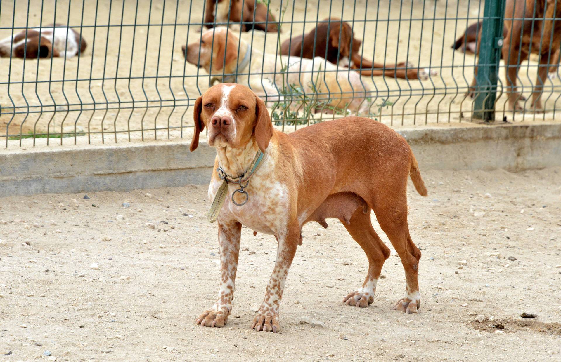 Каталбурун (турецкая гончая) — фото, описание породы собак, особенности характера