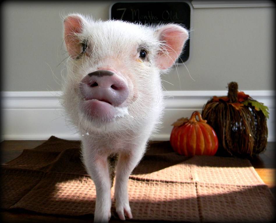 Мини-пиг - декоративная свинья в вашем доме