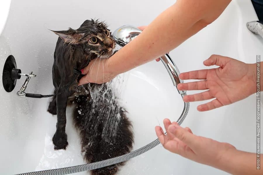 Как купать котенка: правила и пошаговая инструкция