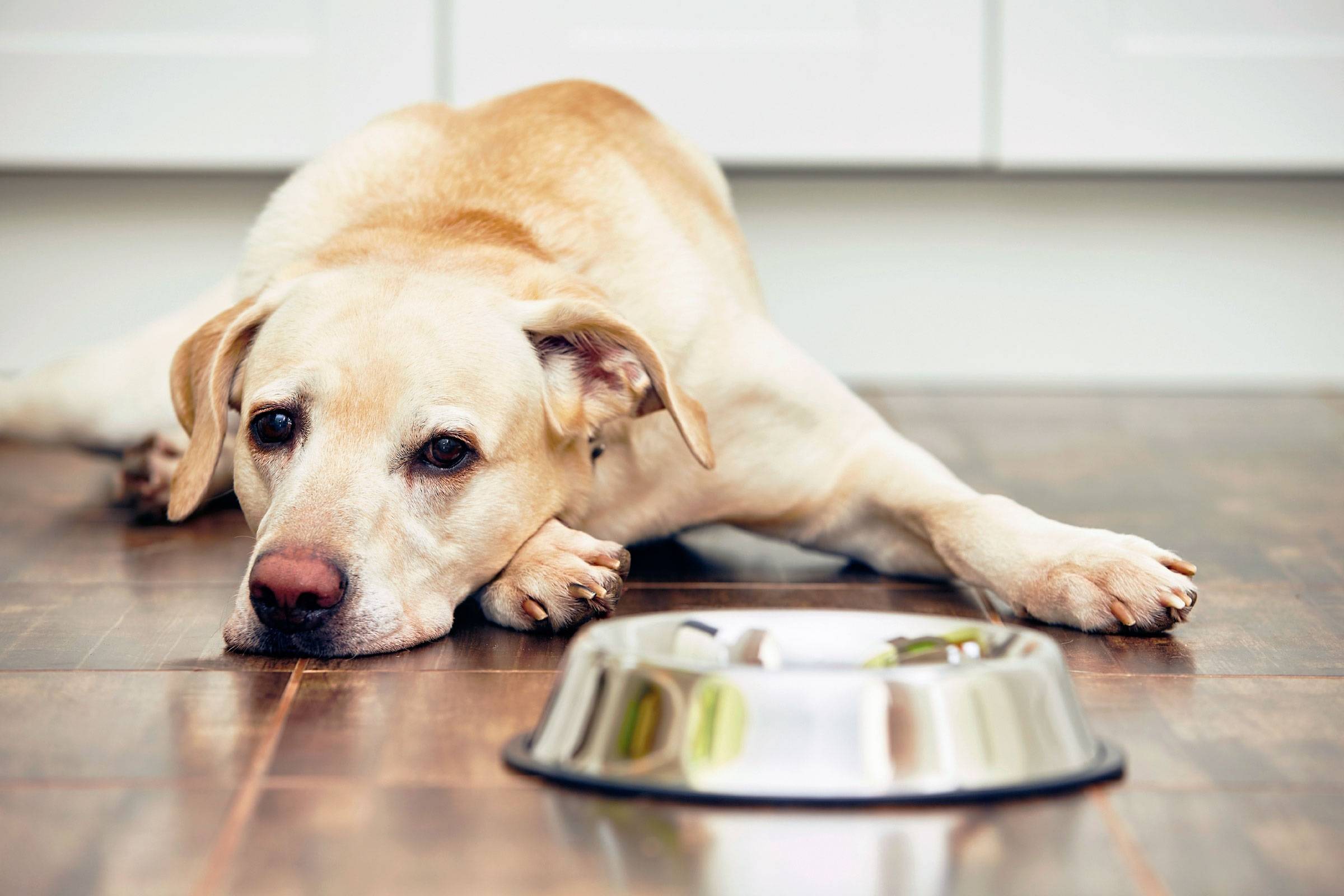 Собака вялая, не ест и не пьёт: почему отказывается от еды и воды, что делать, если нет аппетита, вялость, рвота, сухой нос и другие симптомы