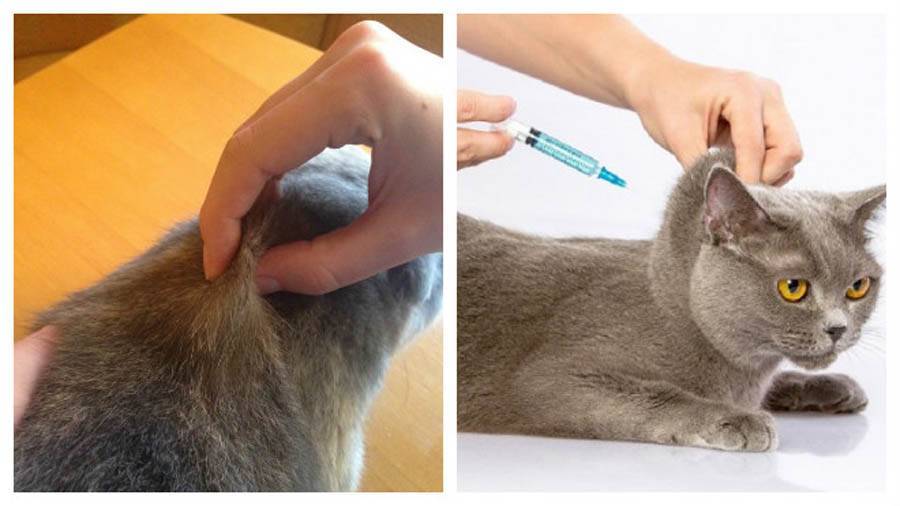 Как правильно сделать подкожно укол кошке в холку и внутримышечно в бедро: техника выполнения, фото, видео. каким шприцом делать укол кошке?