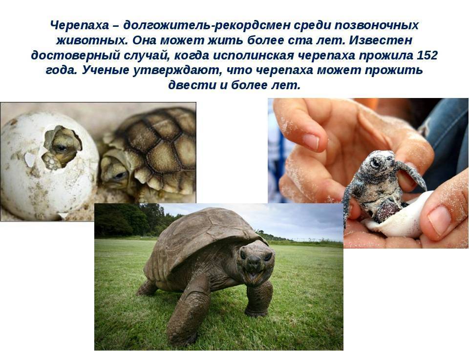 Интересные факты о красноухих черепахах для детей и взрослых
