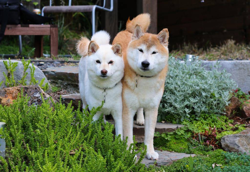 Японские породы собак: 6 чистокровных пород