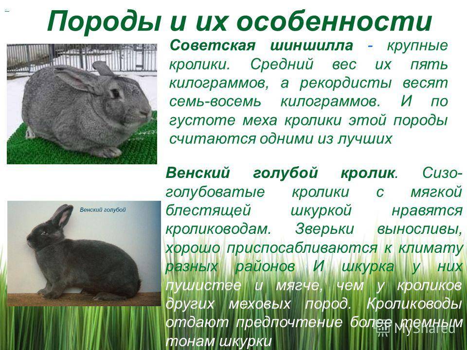 Русский горностаевый кролик: характеристика и особенности содержания