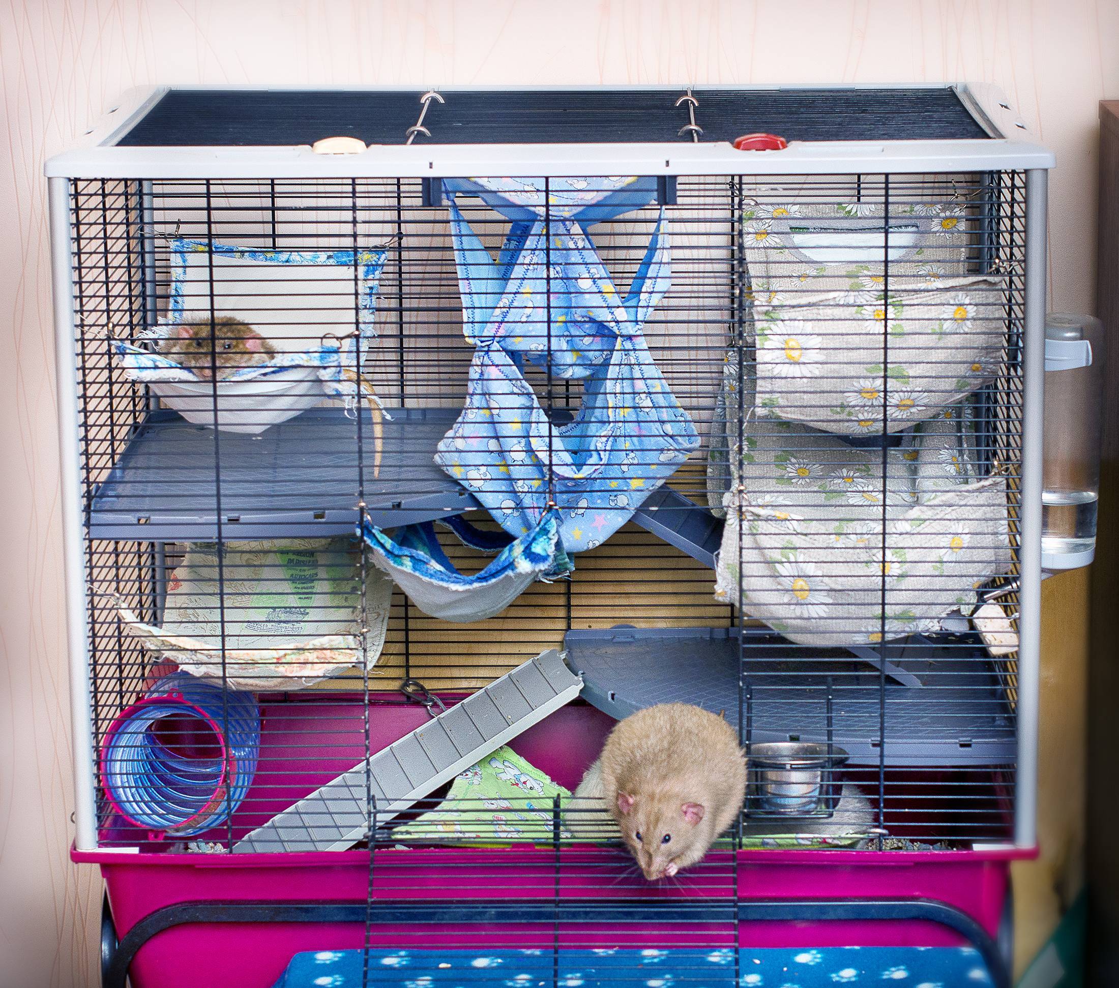Домашняя декоративная крыса: уход и содержание в домашних условиях
