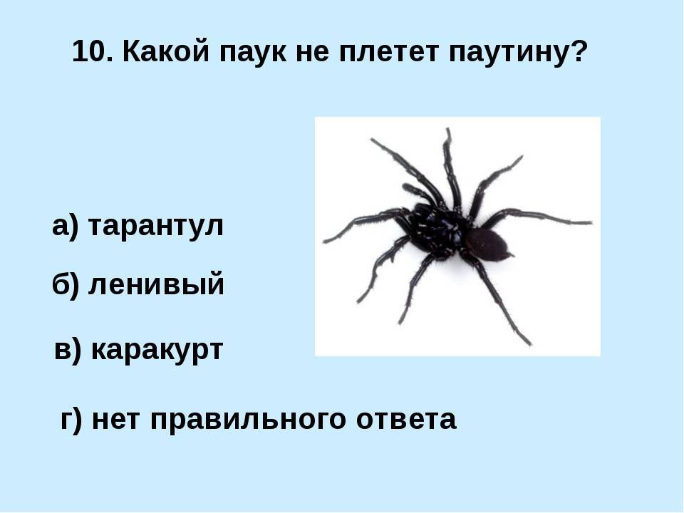 Как и для чего паук плетёт паутину