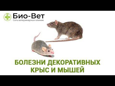 Симптомы инсульта у крысы, стрессовые заболевания у крысы