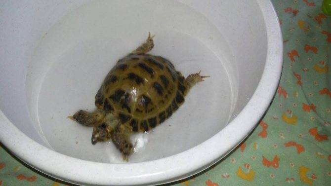 Как купать черепаху | наши лучшие друзья