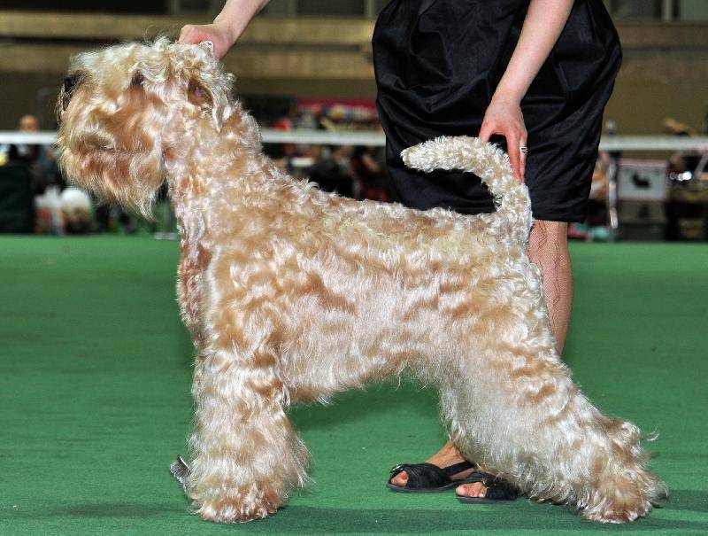 Характеристика пшеничных терьеров: внешность ирландских мягкошерстных собак