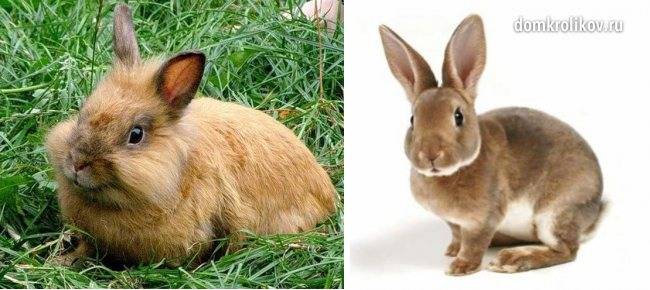 Декоративные кролики сколько живут. как долго живут декоративные кролики