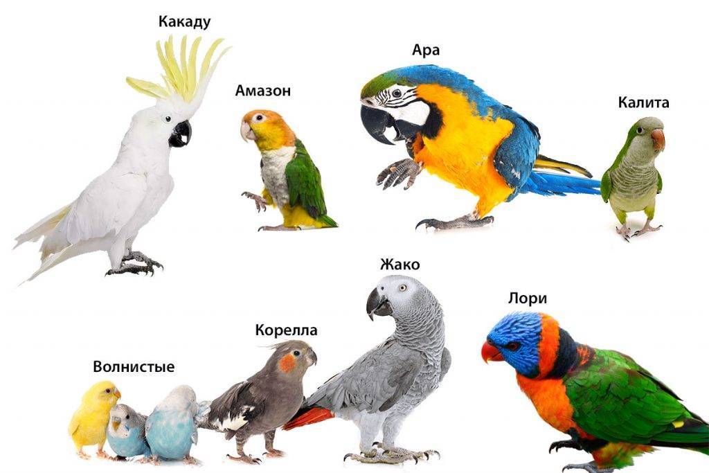Какие попугаи говорять лучше всех?