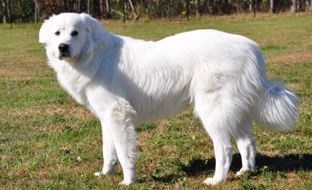 Породы собак белого окраса среднего размера