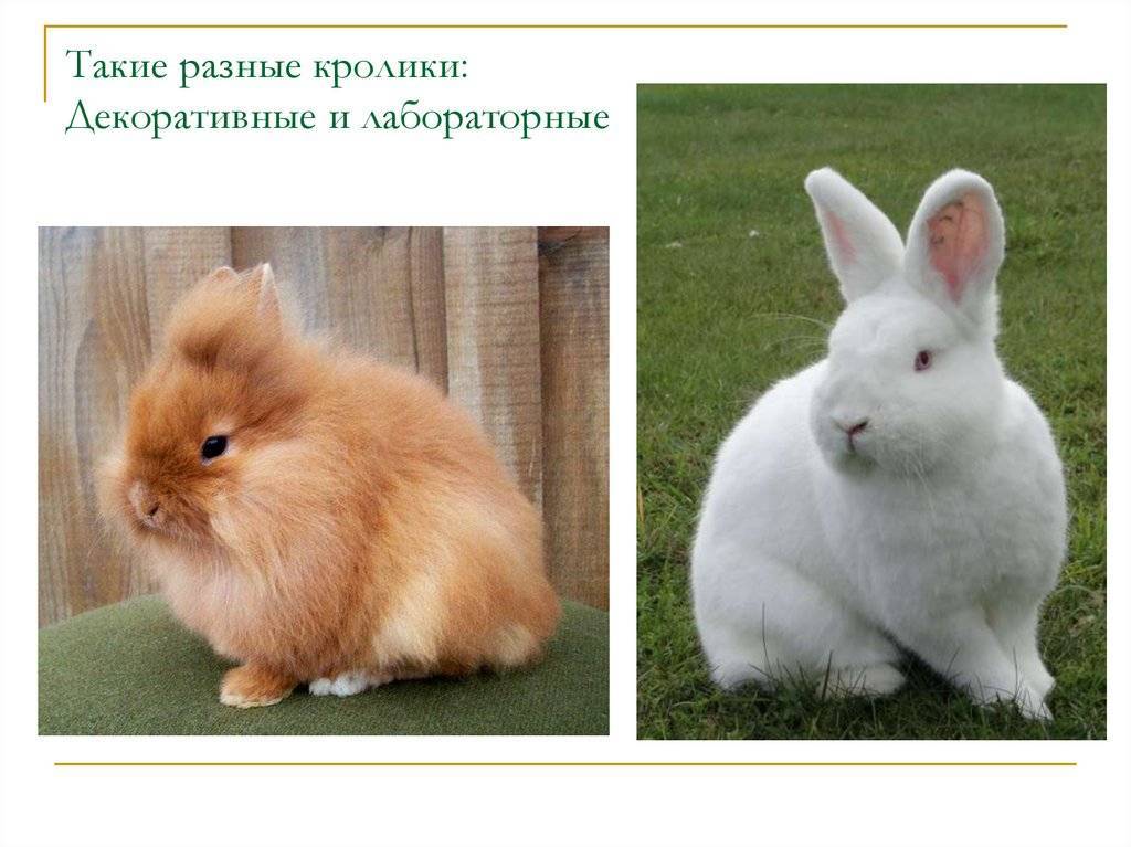 Породы декоративных кроликов с фотографиями: характеристики