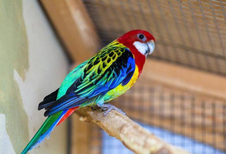 Отзывы попугай розелла » нашемнение - сайт отзывов обо всем