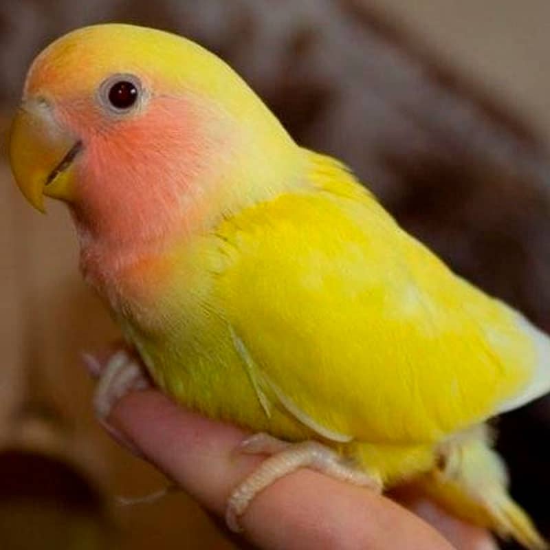 Выставочные волнистые попугаи: желтый, белый, голубой — выбирай себе любого