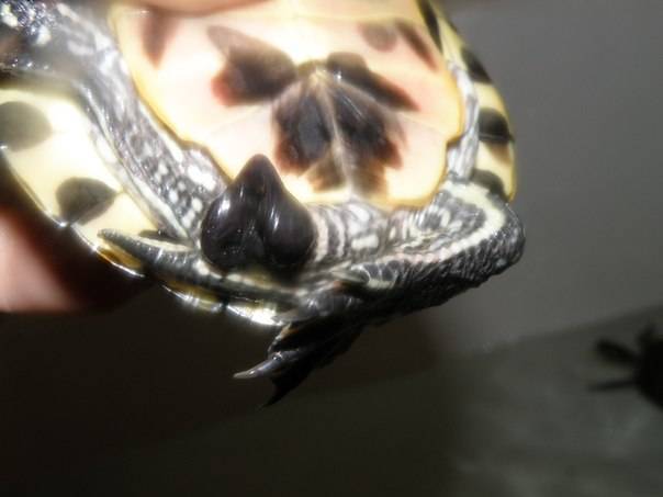Размножение черепах: потомство в неволе | домашние животные