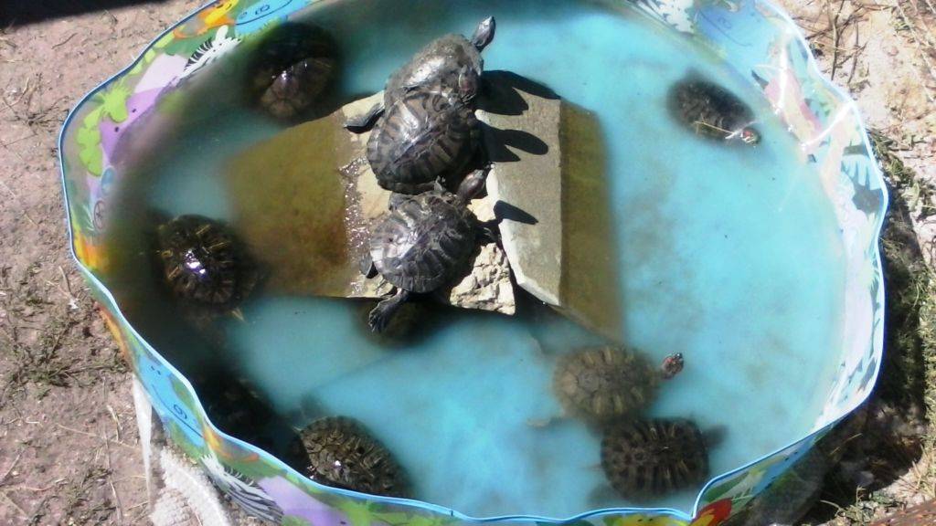 Как ухаживать за черепахой. правильный уход за черепахой в домашних условиях. как купать и поить сухопутную черепаху