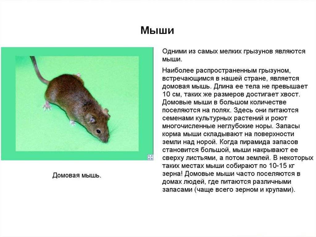 Домовая мышь - фото и описание