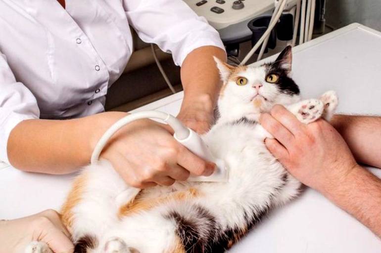Специалист по домашним кошкам: как называется и чем занимается. фелинология фелинология наука о кошках