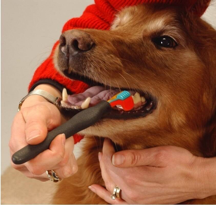 Чистка зубов собаке гигиеническая в домашних условиях