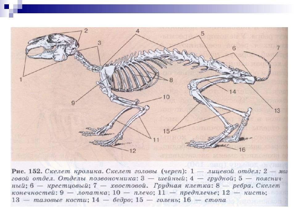 Анатомия кролика: строение скелета, форма черепа, внутренние органы
