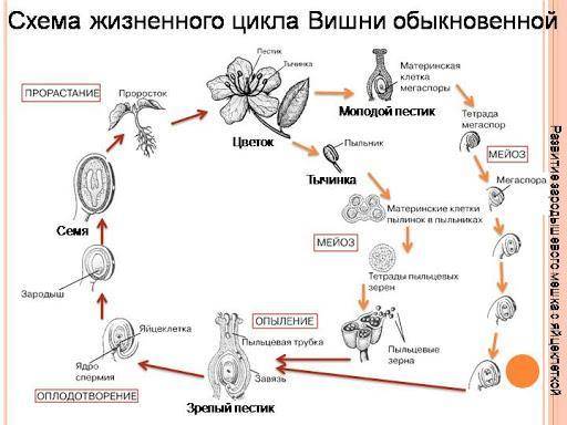 Схема цикла развития цветкового растения