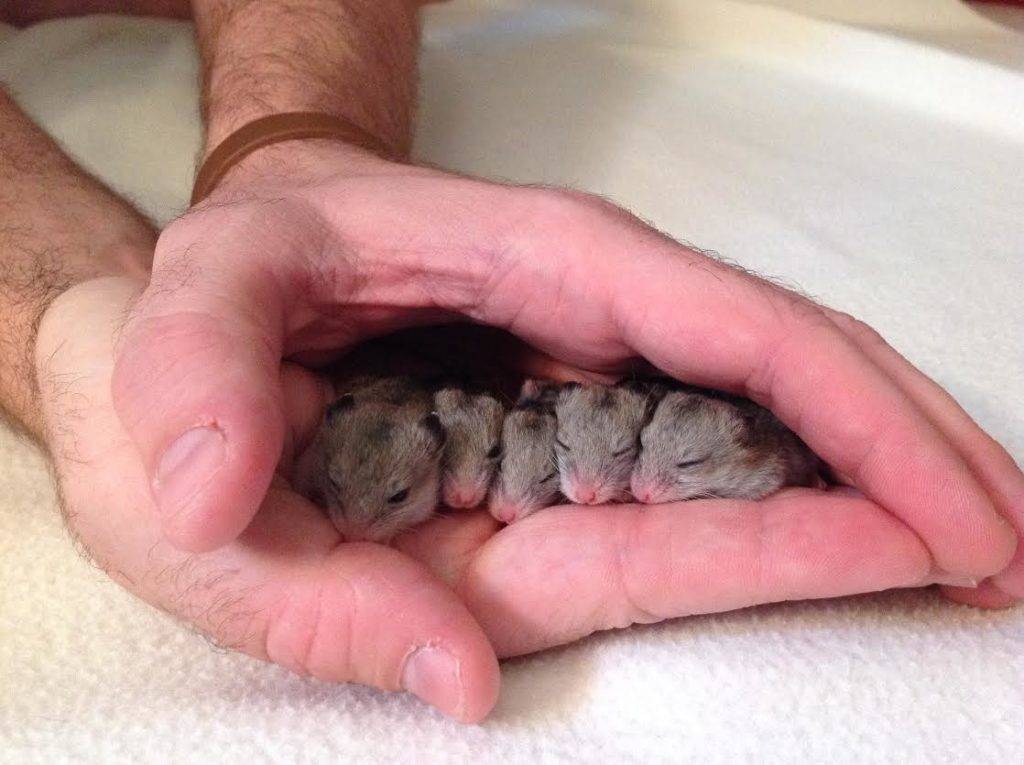 Маленькие хомячки (новорождённые детёныши хомяков): как ухаживать, чем кормить, когда можно отдавать