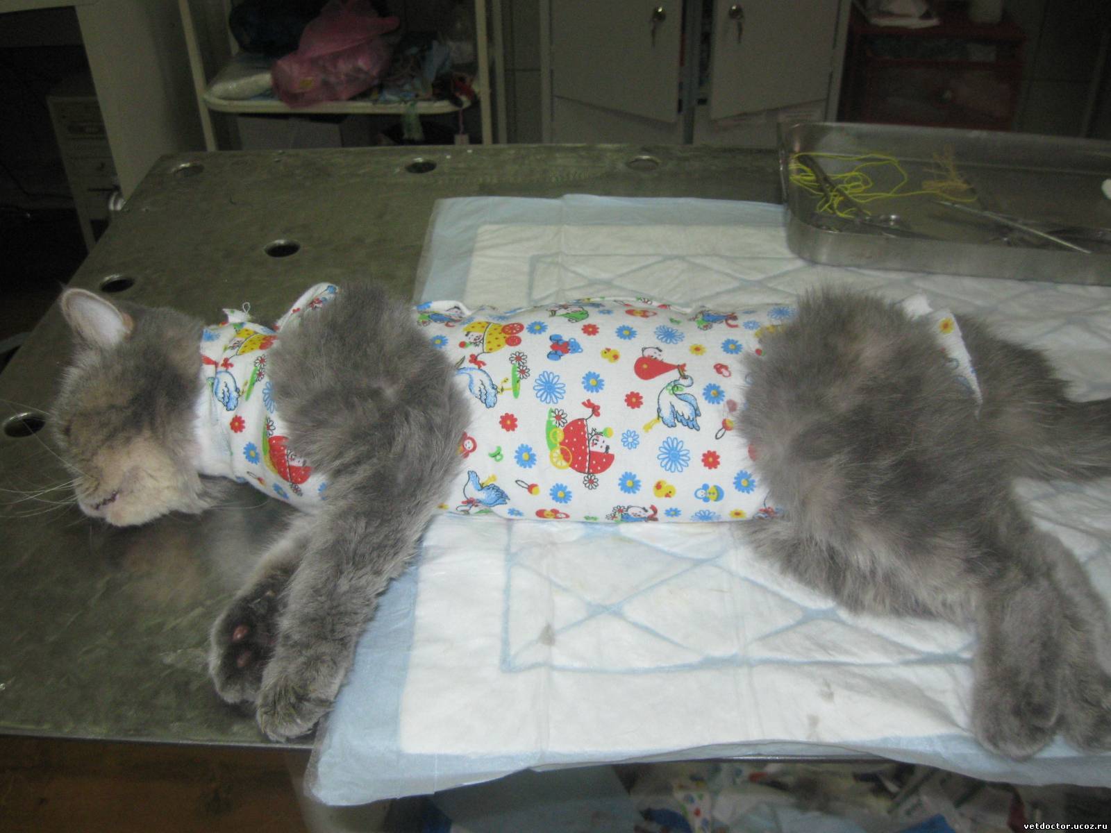 Снятие швов у кошек после стерилизации (операции)