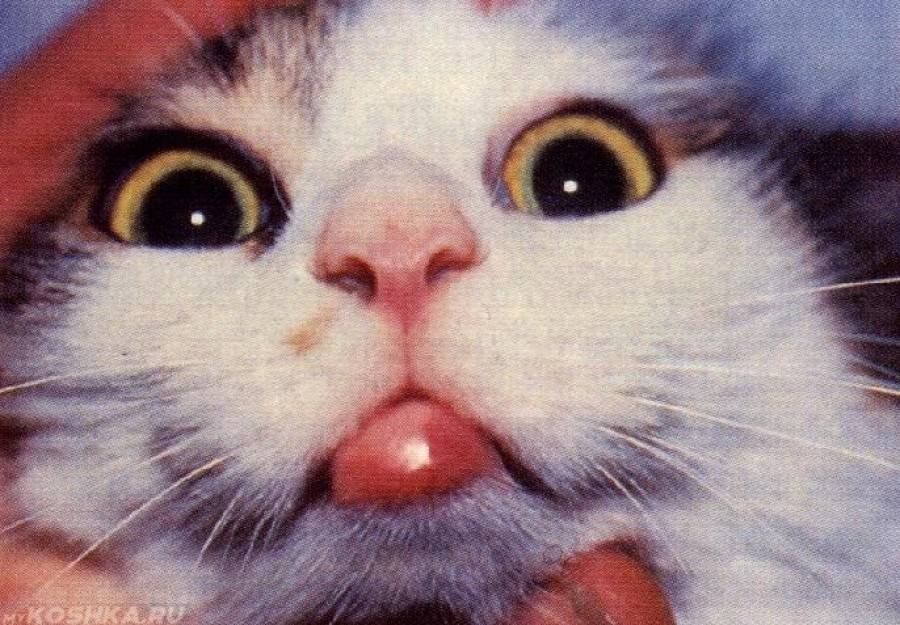 Эозинофильная гранулема у кошки: что делать
