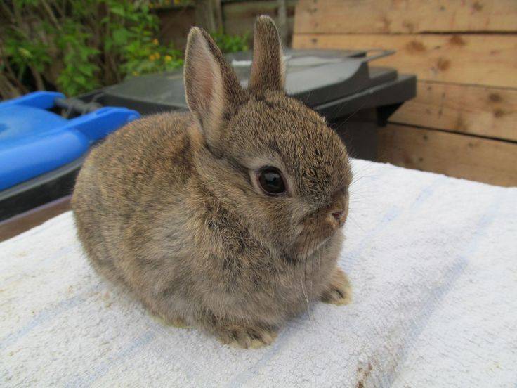 Цветной короткошёрстный карликовый кролик: описание, фото, уход и содержание в домашних условиях