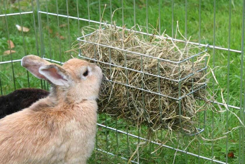 Мешанка для кроликов: как приготовить вкуснейшее лакомство кролям
