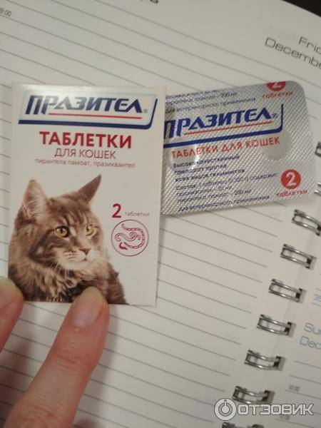 Празител для кошек и котят: инструкция по применению суспензии и таблеток, состав и дозировка