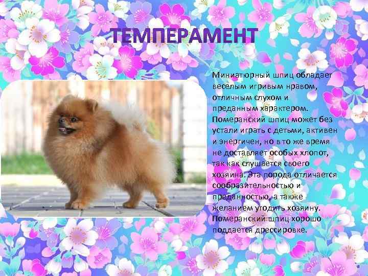 Померанский шпиц: описание породы, плюсы и минусы собаки | medeponim.ru